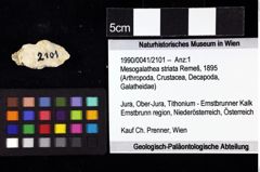 Foto (Objket + Etiketten) von Mesogalathea striata (Remeš, 1895) 